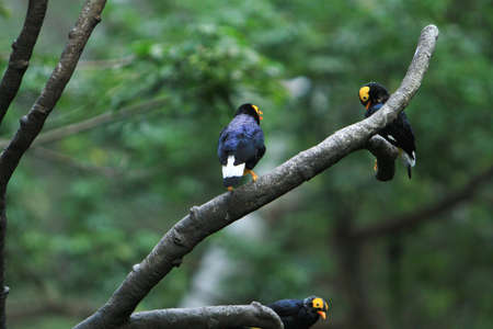 Yellow Faced Myna, the bird at the hong kong park