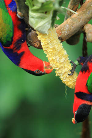 parrot rests on a branch in the giant aviary in Hong Kong Park.の写真素材