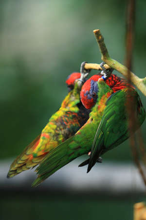 parrot rests on a branch in the giant aviary in Hong Kong Park.の写真素材