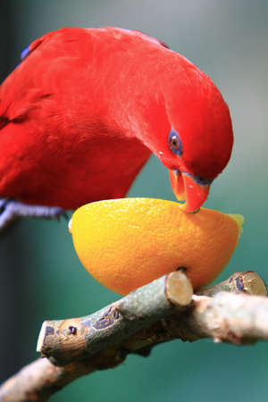 parrot rests on a branch in the giant aviary in Hong Kong Park.の写真素材