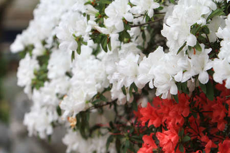 A beautiful rhododendron flower in the spring garden.の写真素材
