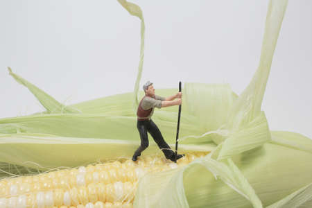 the mini of figure, Corn maize harvest.