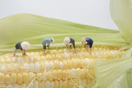 the mini of Asian peasants harvesting corn.の写真素材