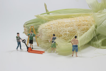 Small figure of workers with corn on white background.の写真素材