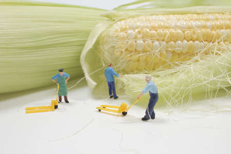 Small figure of workers with corn on white background.の写真素材