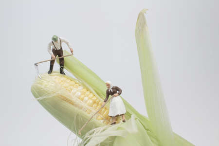 Closeup of farmers with corn cob. Macro photo.の写真素材