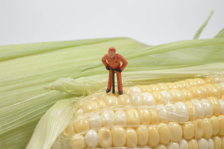 the fun of mini people working on cornの写真素材
