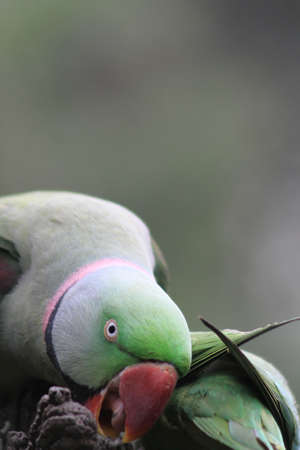 Beautiful bright green pearl parrots, Psittacula krameri