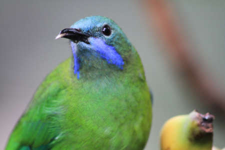 Golden fronted leafbird Chloropsis aurifrons perched on a branch.の写真素材