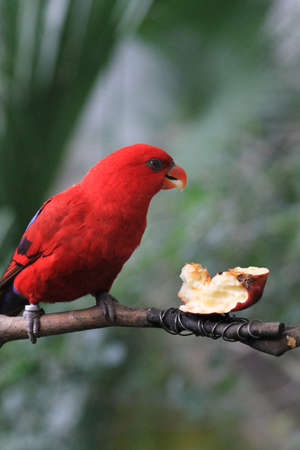 parrot rests on a branch in the giant aviary in Hong Kong Park.