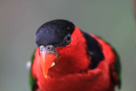 parrot rests on a branch in the giant aviary in Hong Kong Park.