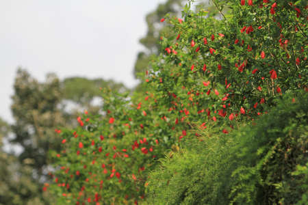the flower at nature, blossom at spring