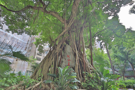 big tree roots and sunbeam in a Hollywood Road Parkのeditorial素材