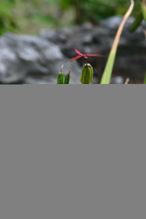 Dragonfly on an antenna against a plant