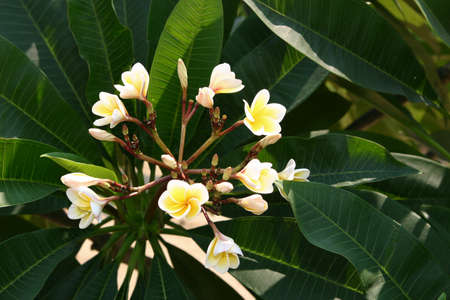 a Plumeria flower in full bloom frangipani