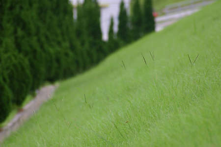 the Lush green grass meadow background at outdoor