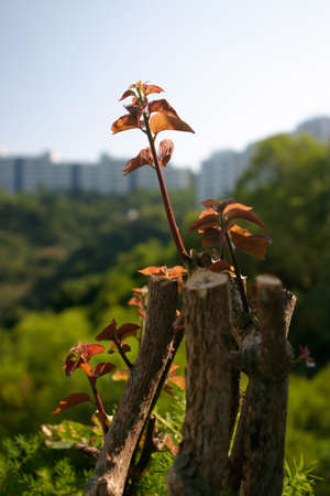 a Natural green leaf plants in outdoor