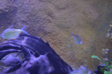 18 Nov 2021 a close up of aquarium tank of fish