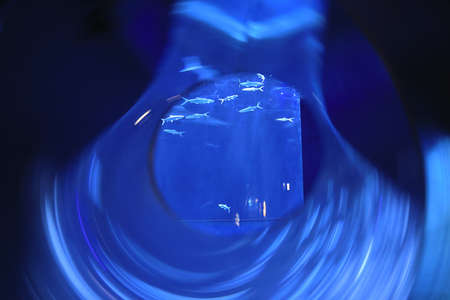 18 Nov 2021 the group of Milkfish swim in tank are swimmingの写真素材