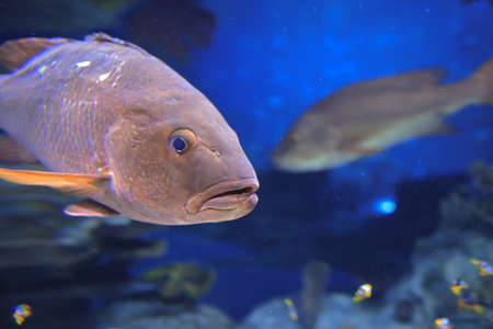 the fish swimming in dark aquatic ambiance