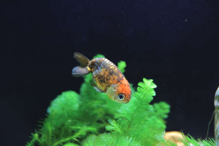 18 Nov 2021 Beautiful Goldfish Pet in House Tank or Aquarium.