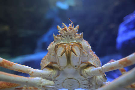 the Red King Crabs, Alaskan King Crabの写真素材