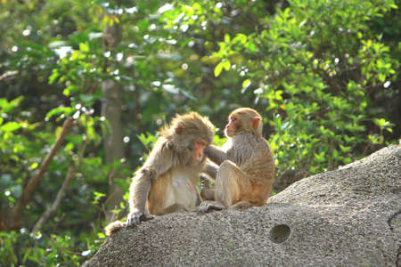 Monkey mother and baby In Kam Shan Country Park, Kowloonの写真素材