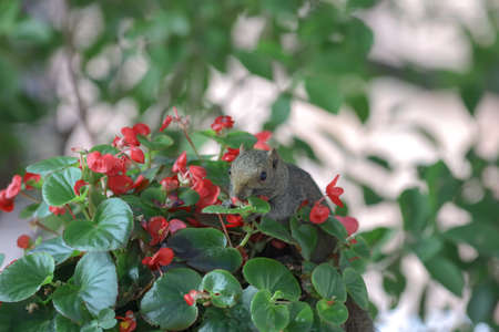 a Squirrelsl Eat the Flower at nature