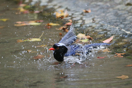 the Urocissa erythroryncha, Red Billed Blue Magpieの写真素材
