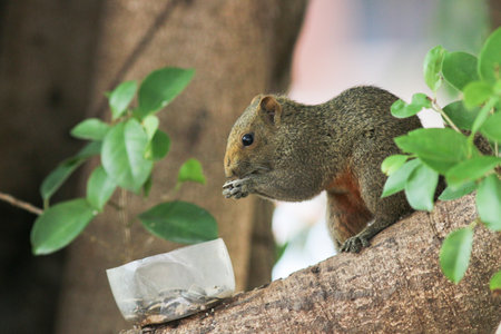 a Beautiful fox squirrel perched on tip of tree branch.