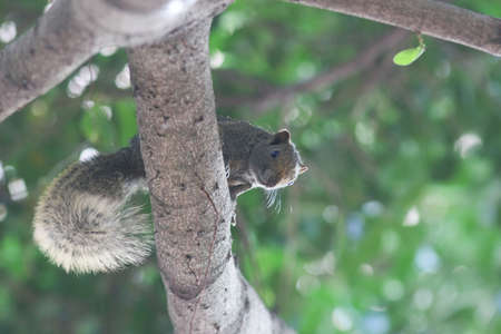 a Beautiful fox squirrel perched on tip of tree branch.