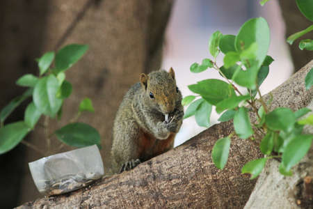 a Beautiful fox squirrel perched on tip of tree branch.