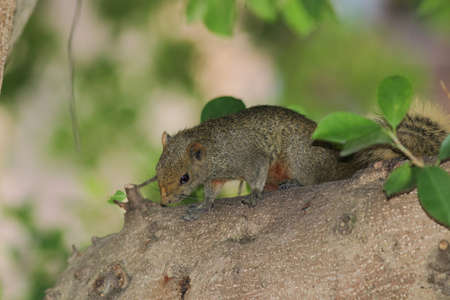 a Beautiful fox squirrel perched on tip of tree branch.