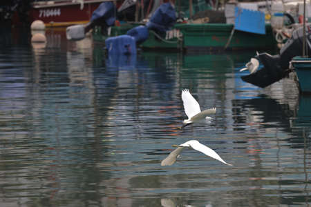28 Feb 2022 the White egret at the coast, hong kong