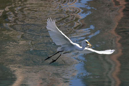 the White egret at the coast, hong kong 10 March 2022