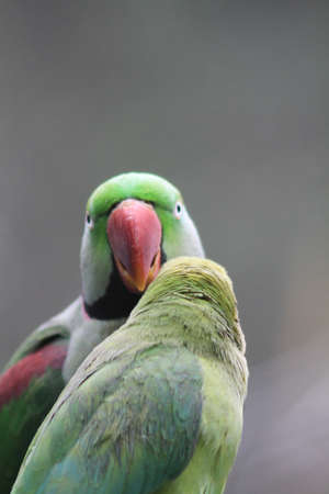 Beautiful bright green pearl parrots, Psittacula krameri