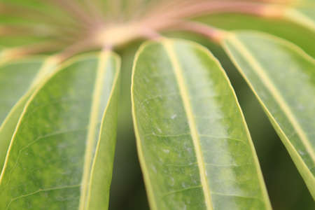 the close up of he Schefflera umbrella tree at nature