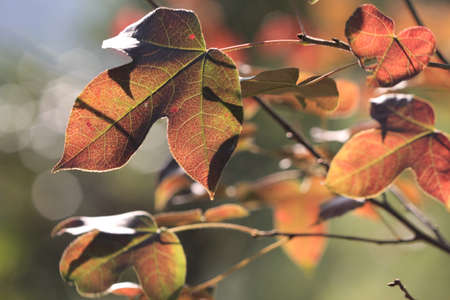 the leaf close up, the fall season