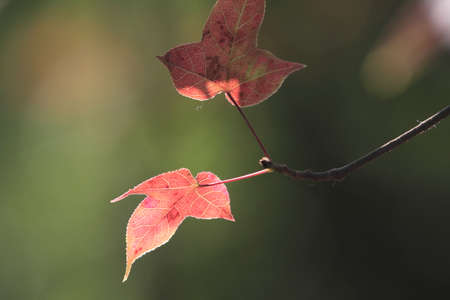 the leaf close up, the fall season