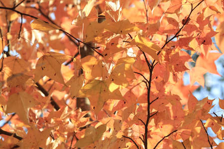 the leaf close up, the fall season