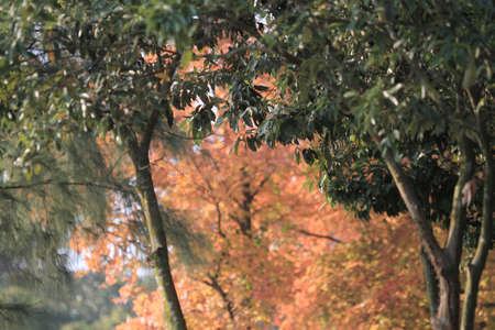 the leaf close up, the fall seasonの写真素材