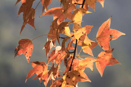 the leaf close up, the fall season