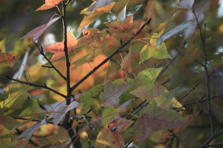 the leaf close up, the fall season