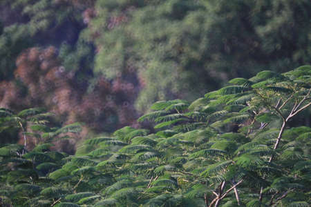 Sunlight filtering leaves, the nature image background