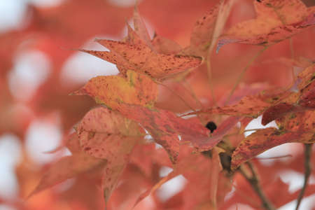 the leaf close up, the fall season