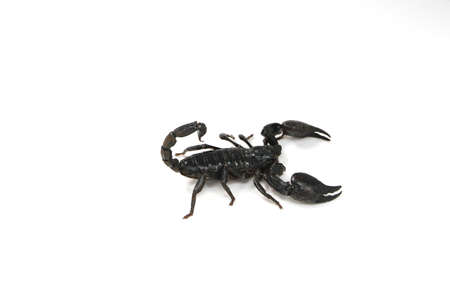 Large black scorpion On White Backgroundの写真素材