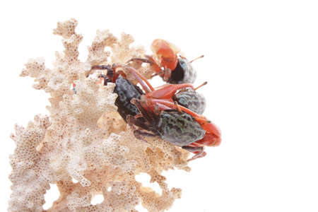 Black and Red Crab Walking on the white backgroundの写真素材