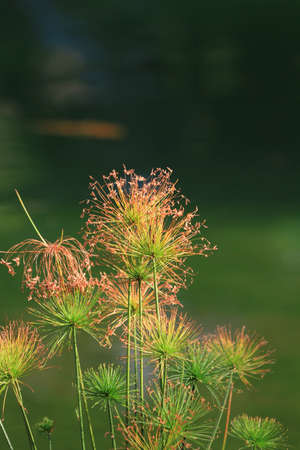 the nature image, the plant at nature