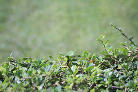 a Leaf Background, the Natural green background