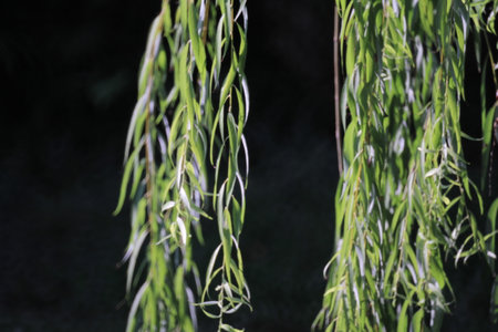 15 OCT 2011 Spring background with bright fresh willow leaves
